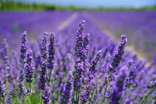 Lavender Fragrances